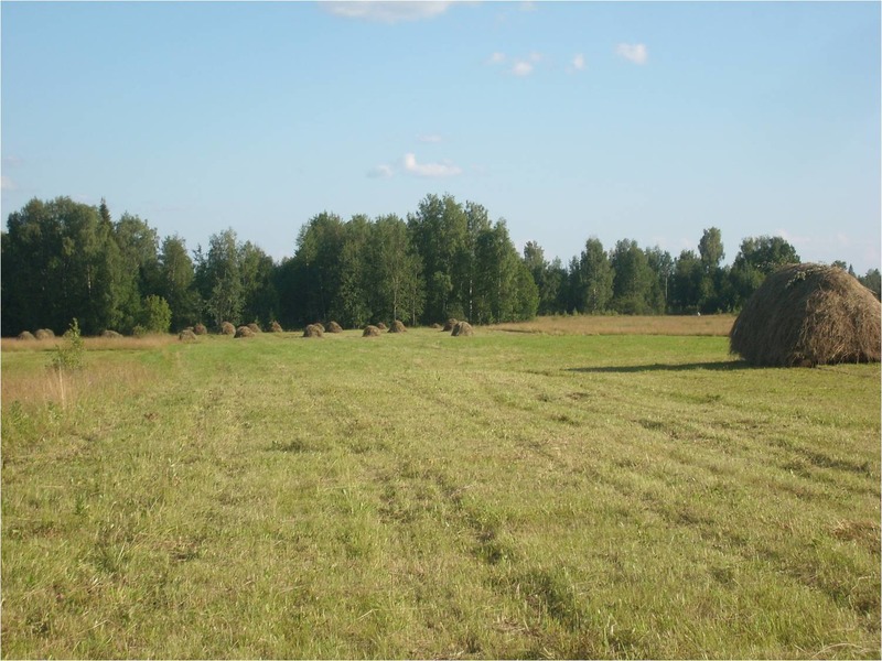 Сенокос.
